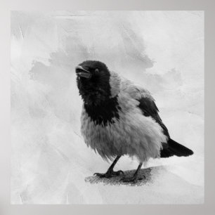 Poster Corbeau à capuchon