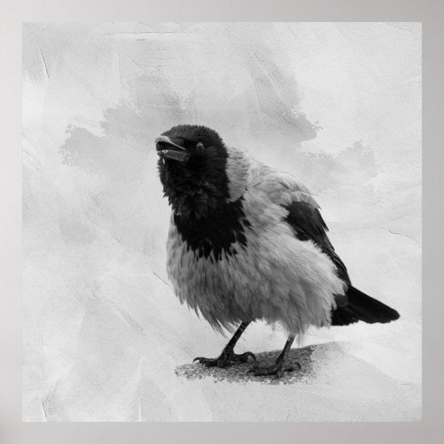 Poster Corbeau à capuchon (Devant)