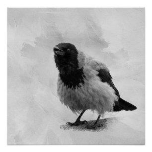 Poster Corbeau à capuchon