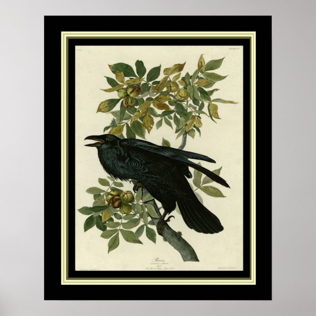Poster Corbeau Audubon Imprimer 16x20 (Devant)