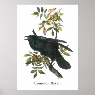 Poster Corbeau commun, John audubon