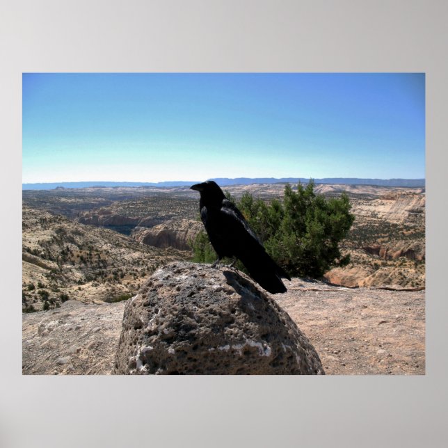 Poster Corbeau du désert (Devant)