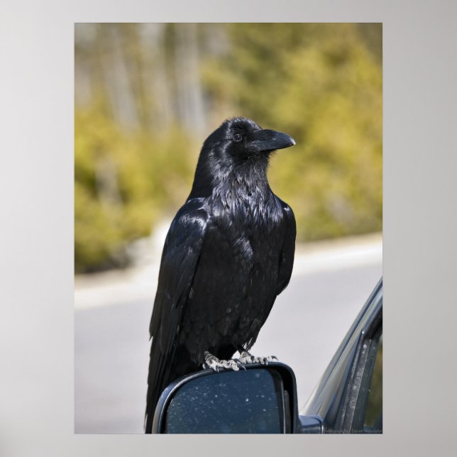Poster Corbeau noir - Beaux-Arts (Devant)