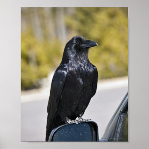 Poster Corbeau noir - Tirage d'art