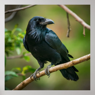 Poster Corbeau sur une branche d'arbre