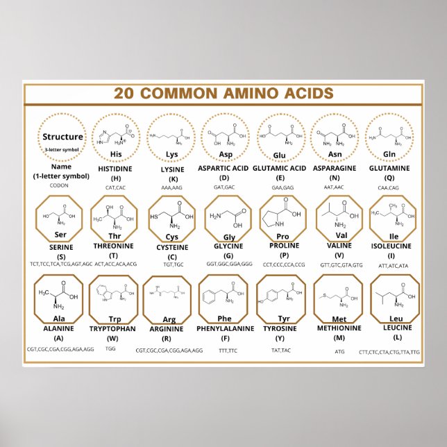 Poster Corde commune à 20 acides aminés communs (Devant)