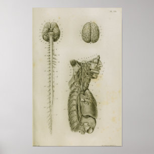 Poster Cordon de colonne cérébrale Nerves Anatomie Imprim