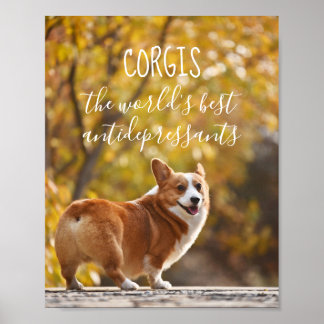 Poster Corgis Le Meilleur Antidépresseur Au Monde