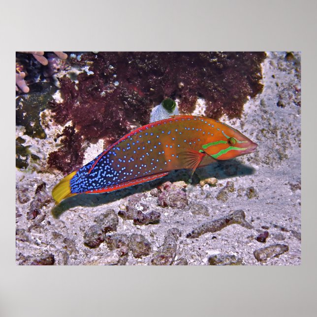 Poster Coris rouge (Devant)