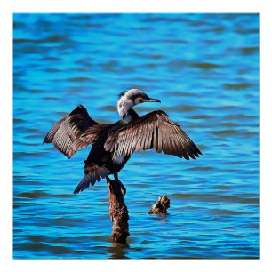 Poster Cormorant Avec Ailes Étendues Sur L'Art Blue Water