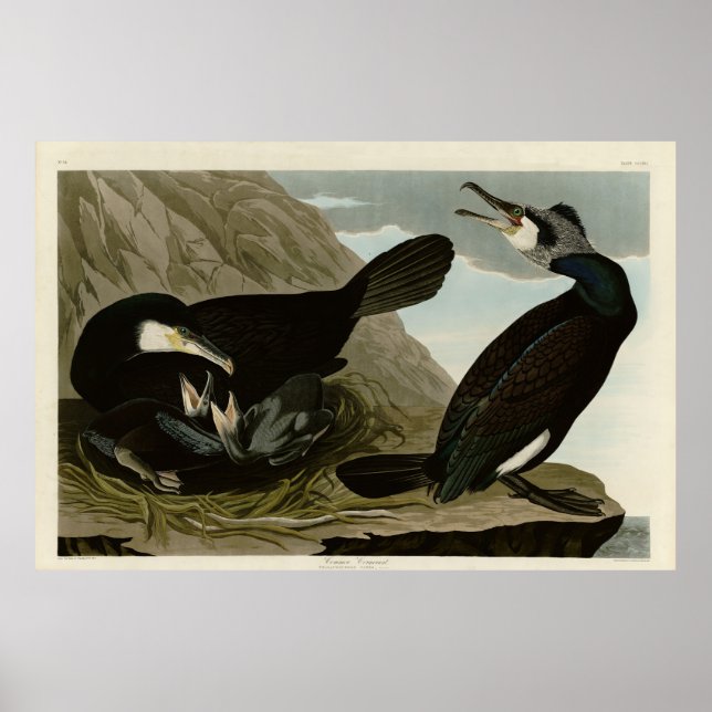Poster Cormorant commun - d'Audubon's Birds of America (Devant)