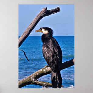 Poster Cormorant dans New Plymouth