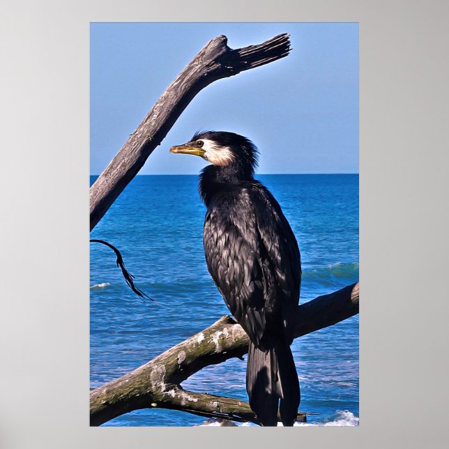 Poster Cormorant dans New Plymouth (Devant)