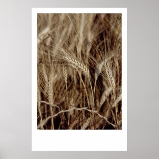 Poster Corn