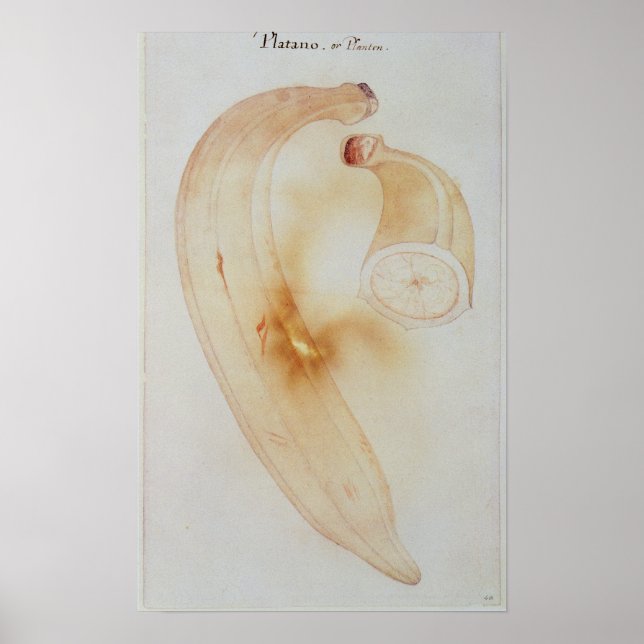Poster Corn Plantain (Devant)
