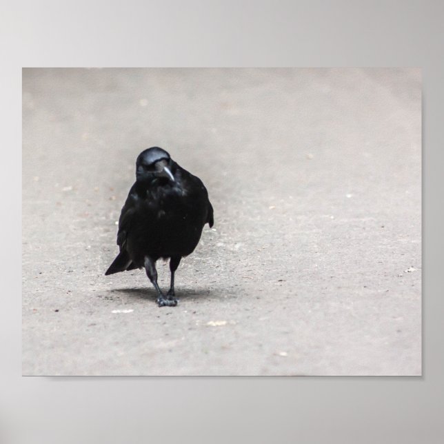 Poster corneille (Devant)