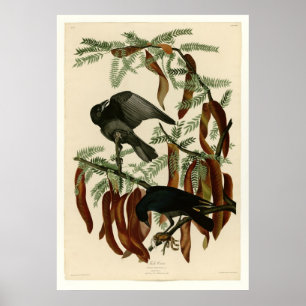 Poster Corneille de poissons