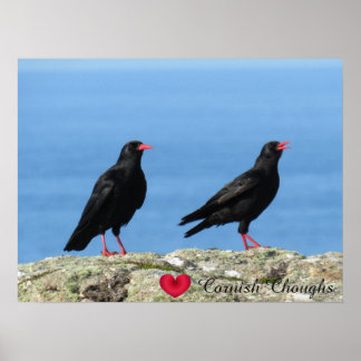 Poster Cornouailles (Palores) Pyrrhocorax pyrrhocorax