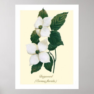 Poster Cornouiller à fleurs botanique vintage