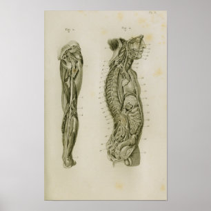 Poster Corps du système nerveux Jambes Anatomie Vintage I