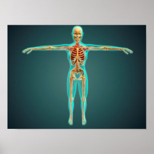 Poster Corps humain montrant le système squelettique, art