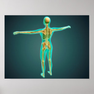 Poster Corps humain montrant le système squelettique, art
