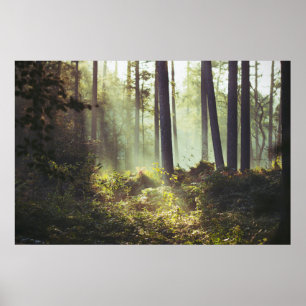 Poster Correction des broussailles dans la forêt