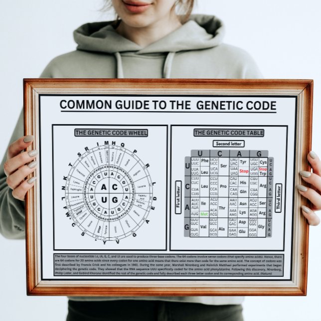 Poster Correspondance commune au code génétique (Créateur téléchargé)