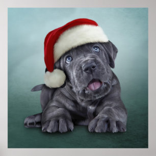 Poster Corso à la canne à chiot en casquette rouge du P