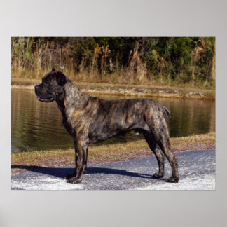 Poster Corso Cane Imprimer