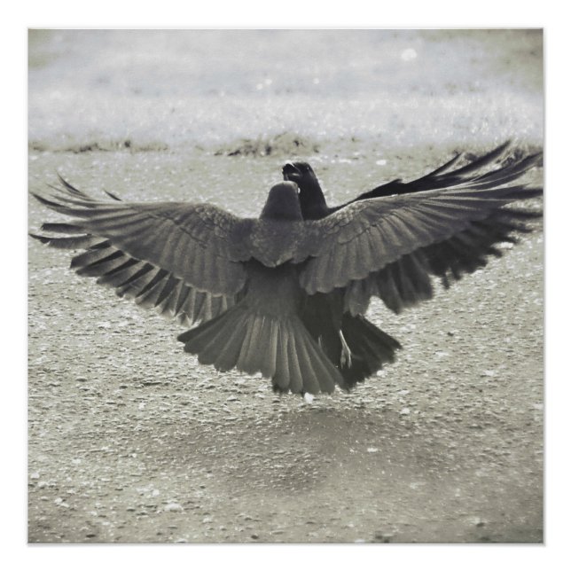 Poster Corw/Raven (Devant)