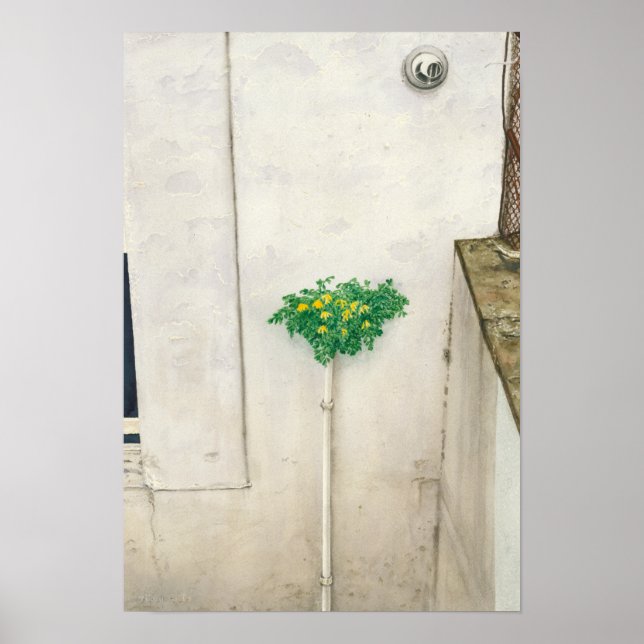 Poster Corydalis lutea (Devant)