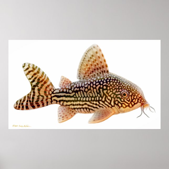 Poster Corydoras Sterbai Catfish Imprimer (Devant)