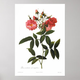 Poster Corymbosa de palustris de Rosa sous