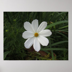 Poster Cosmea (homonymie)