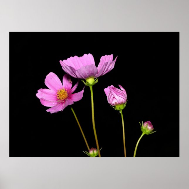 Poster Cosmos à la nuit (Devant)