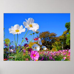 Poster Cosmos [Poster]