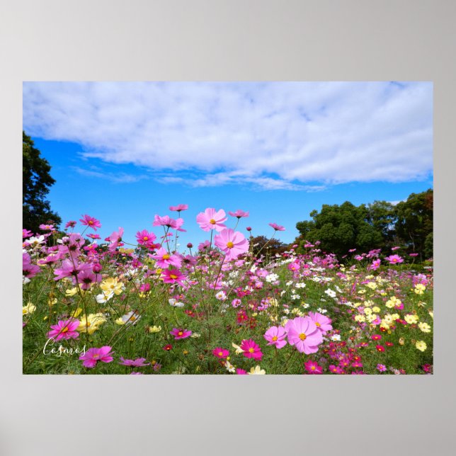 Poster Cosmos [Poster] (Devant)