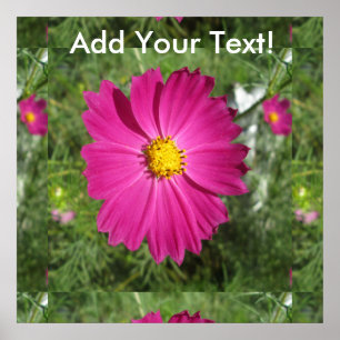Poster Cosmos Red Flower