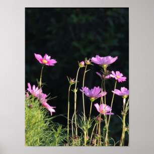 Poster Cosmos rose dans le soleil du matin