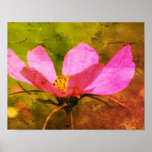 Poster Cosmos rose simple Fleur Art désespéré