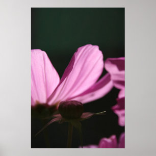 Poster Cosmos rose sur le Soleil 1 Floral Photographie