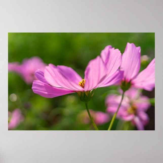 Poster Cosmos roses (Devant)