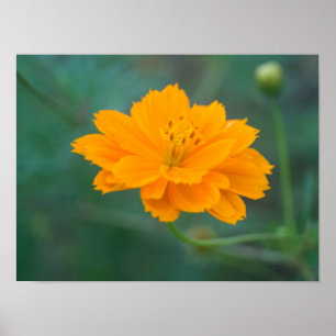 Poster Cosmos sulfureux 01