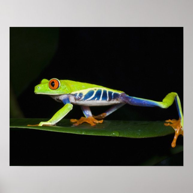 Poster Costa Rica, Grenouille aux yeux rouges (Agalychnis (Devant)