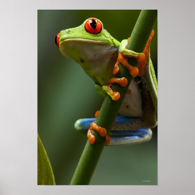 Poster Costa Rica, Monteverde, Grenouille des arbres roug (Devant)