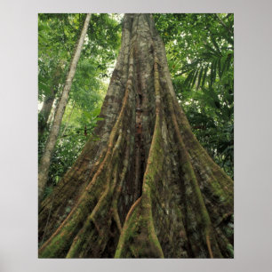 Poster Costa Rica, Parc national du Corcovado, habillé