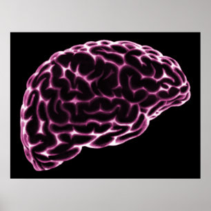 POSTER CÔTÉ CERVEAU XRAY VOIR ROSE