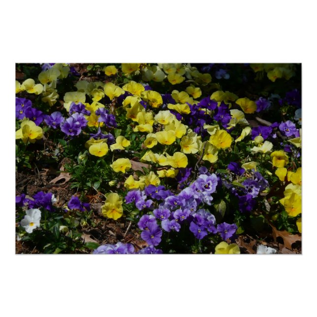 Poster Coteau de panneaux violets et jaunes (Devant)