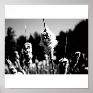 Poster Coton